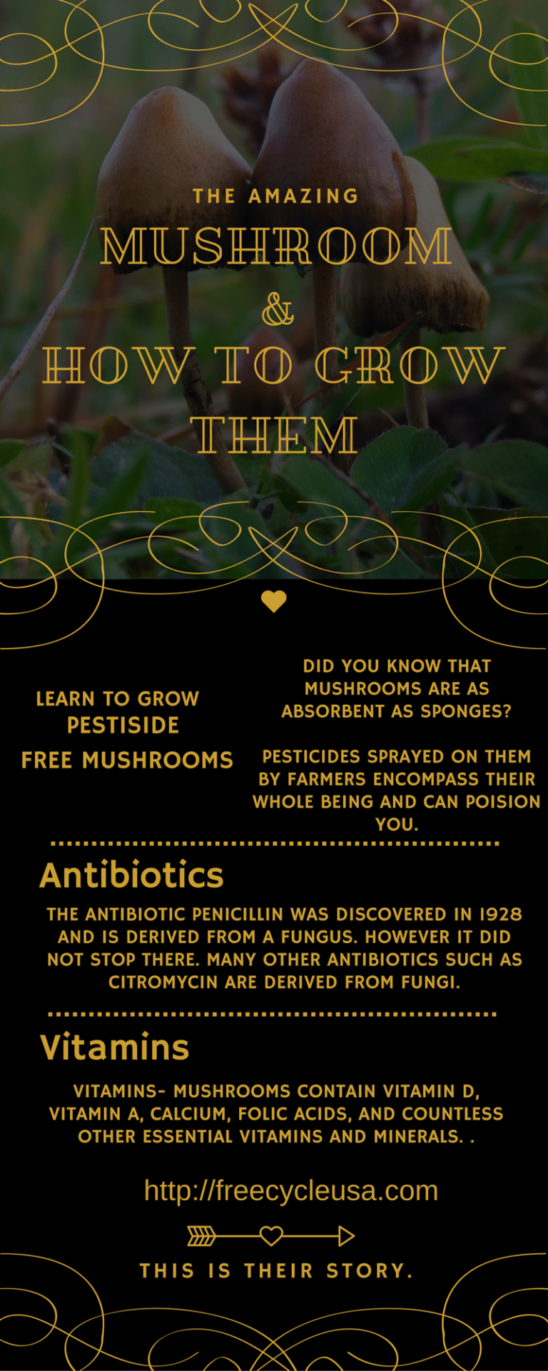 How to Grow Mushrooms from Old Shroom Stems – Freecycle USA