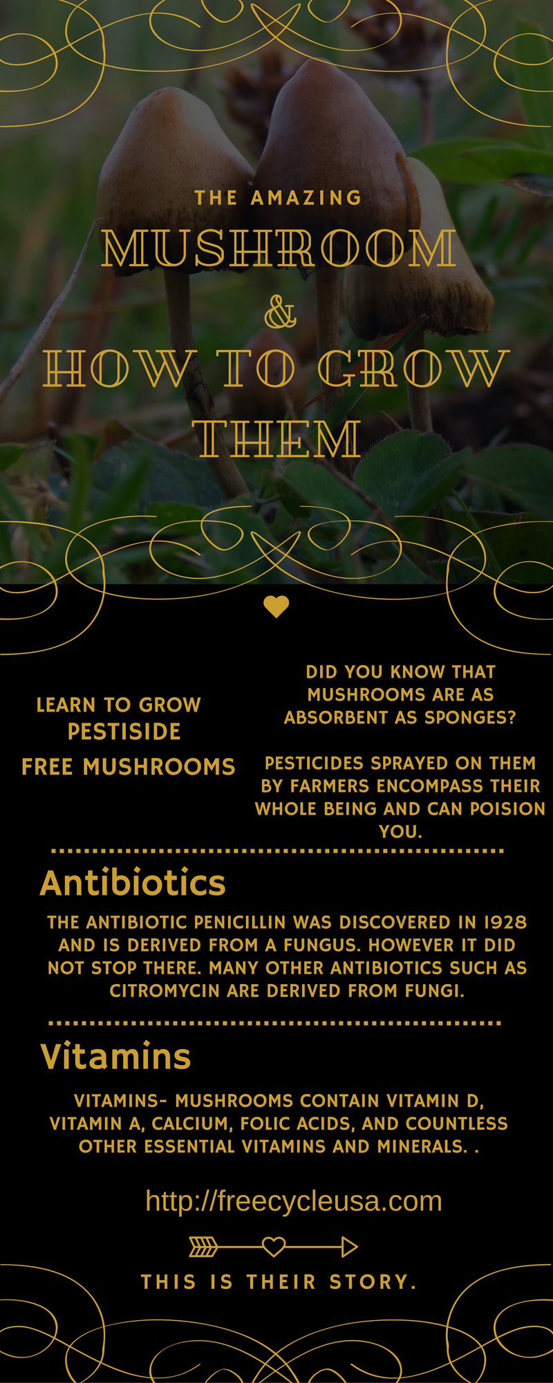 facts-about-the-mushroom