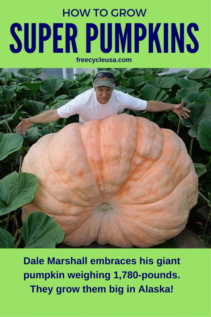 how-to-grow-pumpkins