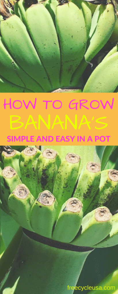 how-to-grow-banana-in-a-pot
