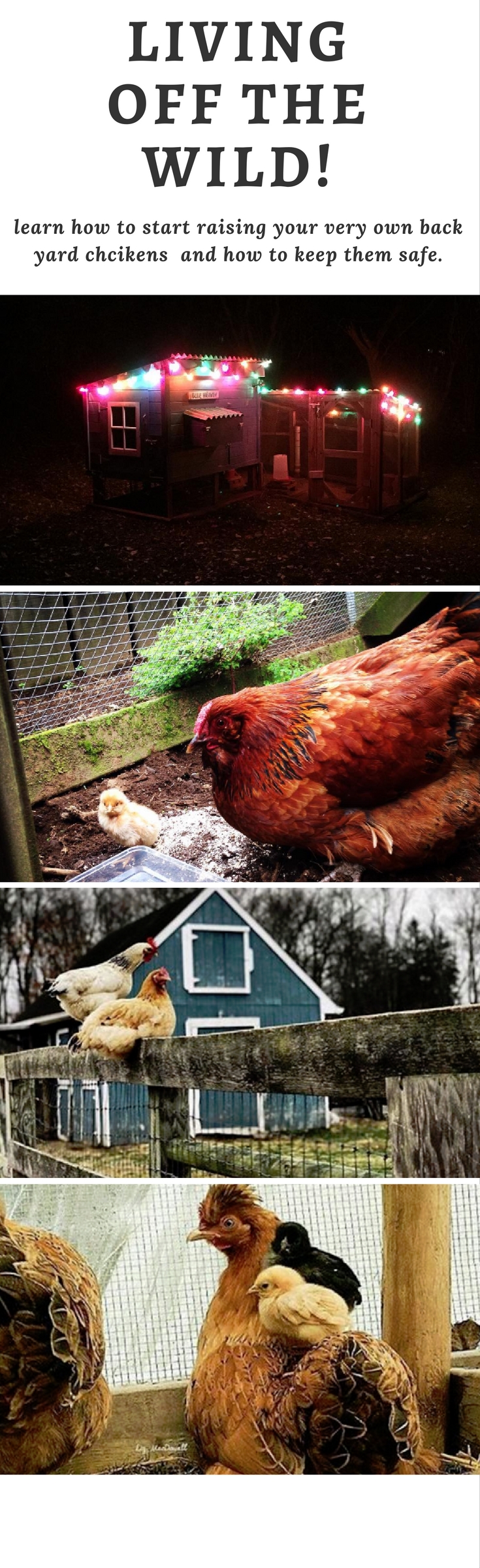5 Simple Steps on How to Build a Backyard Chicken Coop Freecycle USA