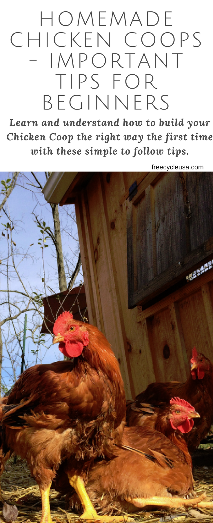 HOMEMADE CHICKEN COOPS - IMPORTANT TIPS FOR BEGINNERS