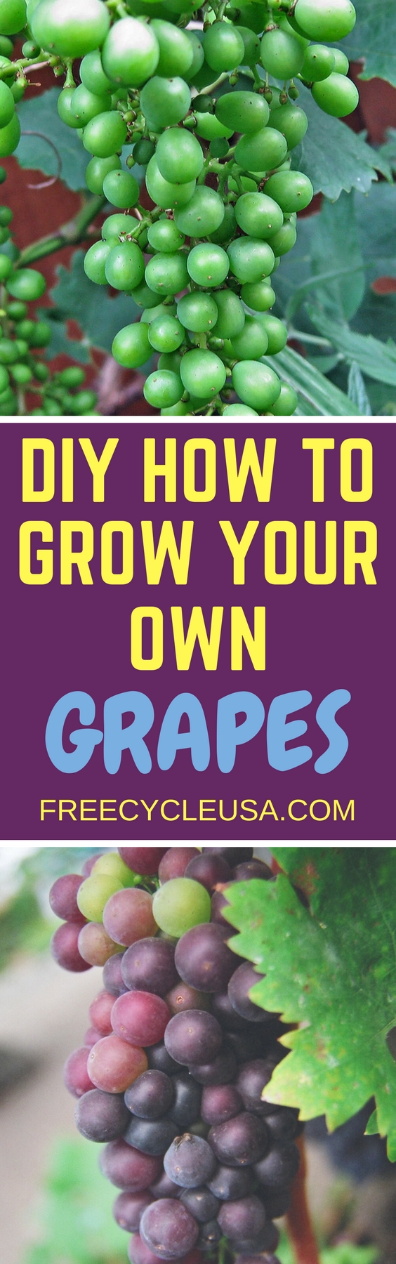 DIY Tips for Growing Grapes for Wine or Eating Freecycle USA