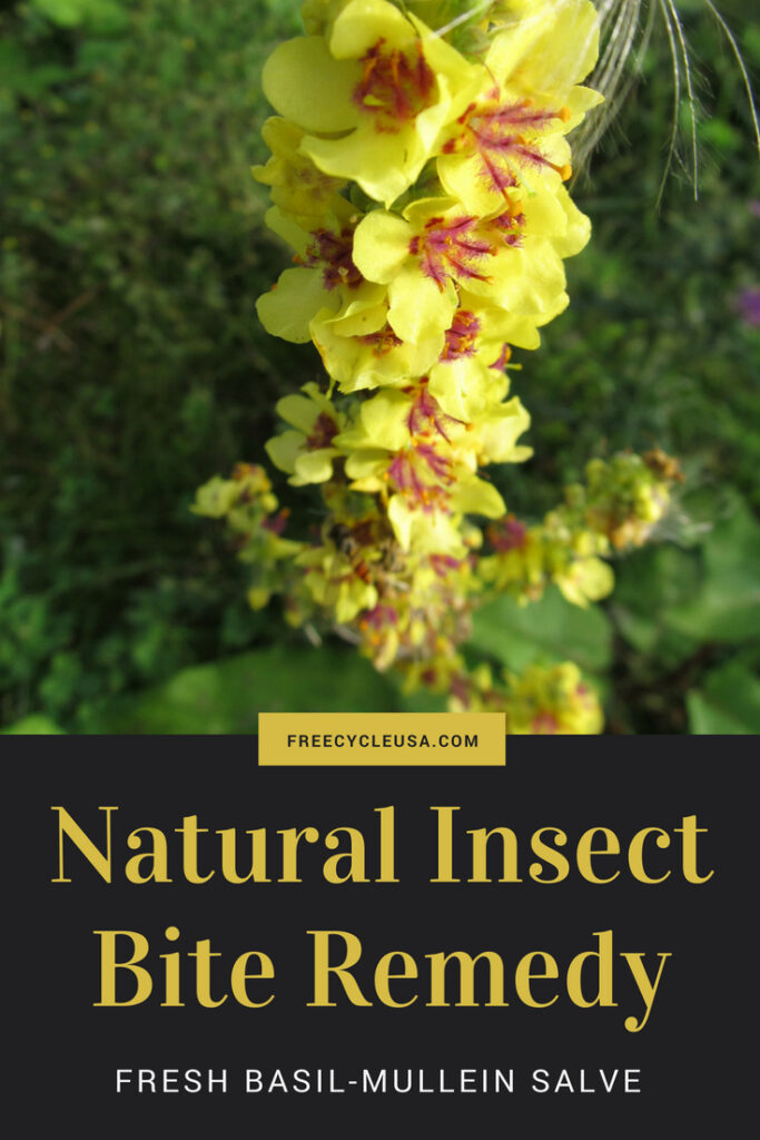 How to Soothe your Insect Bites with this Home Remedy Freecycle USA