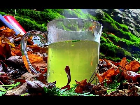 Wild Edibles- Eastern White Cedar Tea
