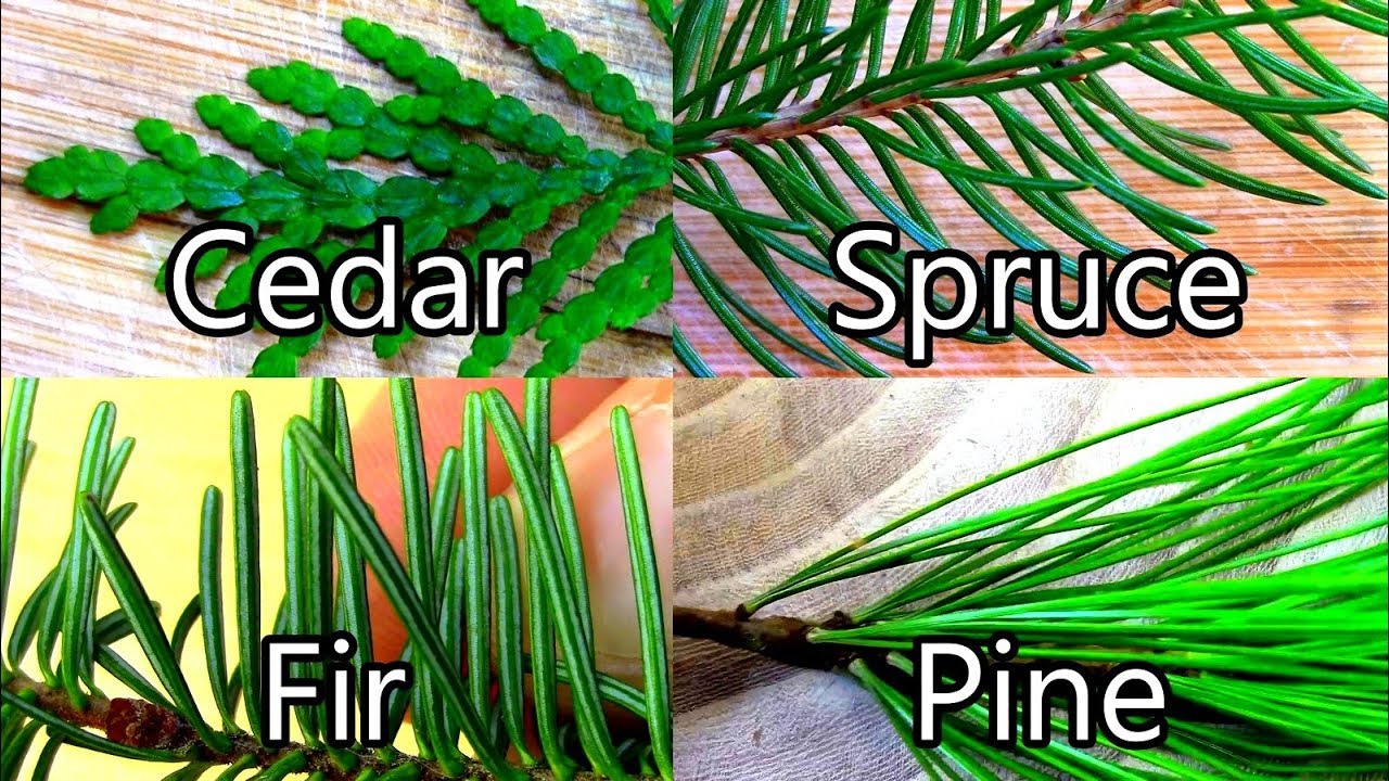 Wild Edibles- Pine / Spruce / Cedar / Fir- Evergreen Teas