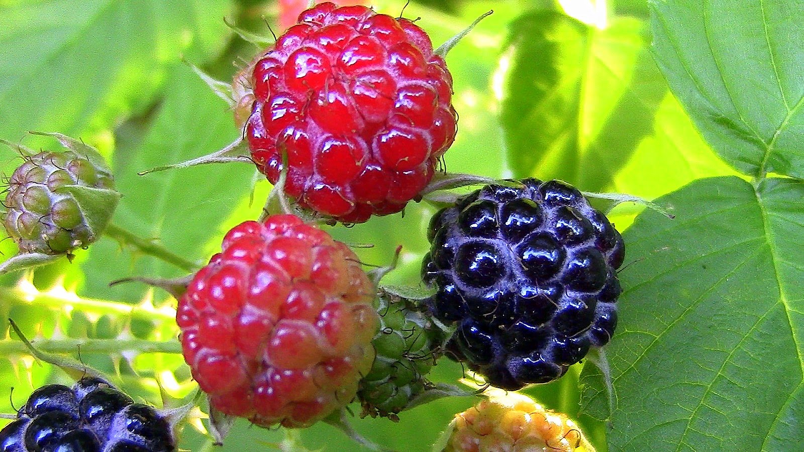 Wild Edibles- Raspberry Leaf Tea