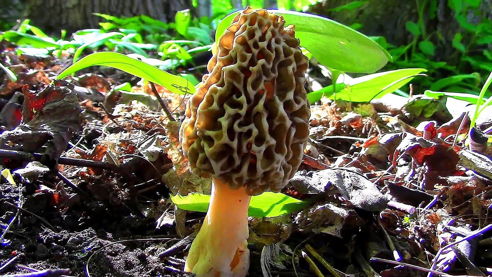Wild Edibles- Yellow Morel Mushrooms