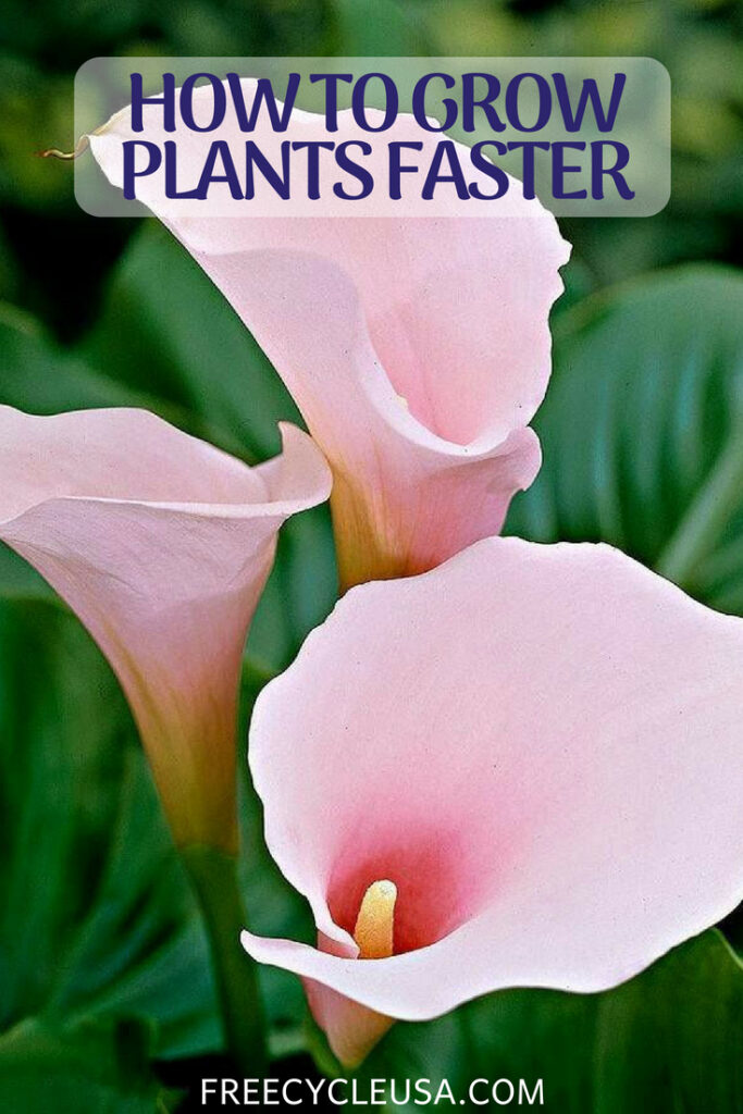 Plant Growth Factors How to Grow Plants Faster Freecycle USA