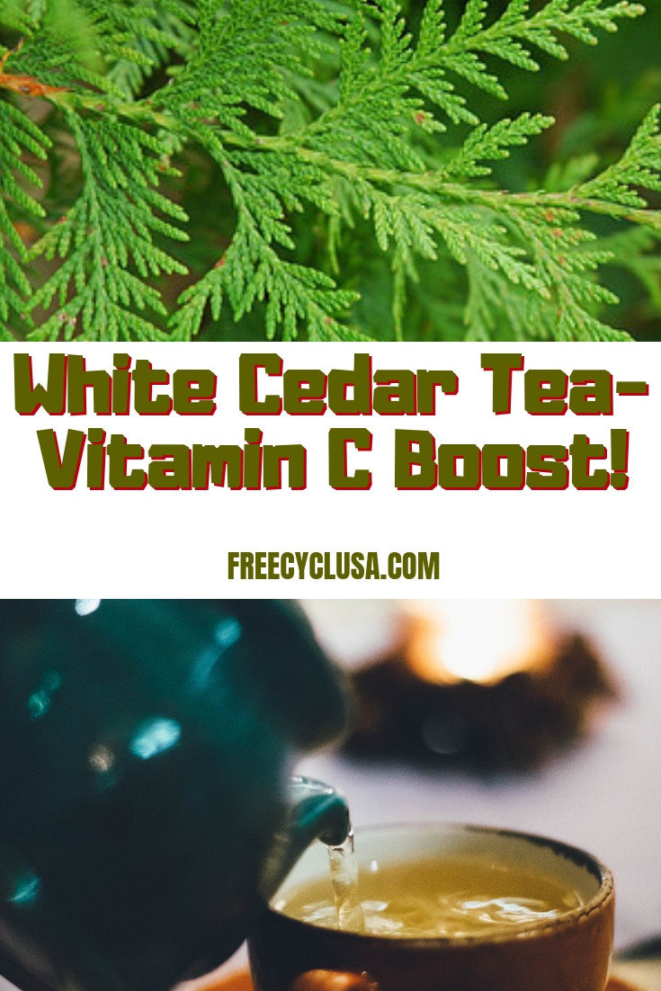 White Cedar Tea