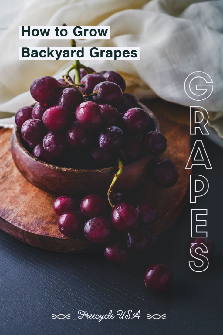 Backyard Grapes