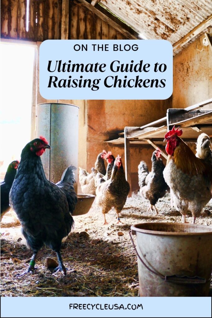 Ultimate Guide to Raising Chickens